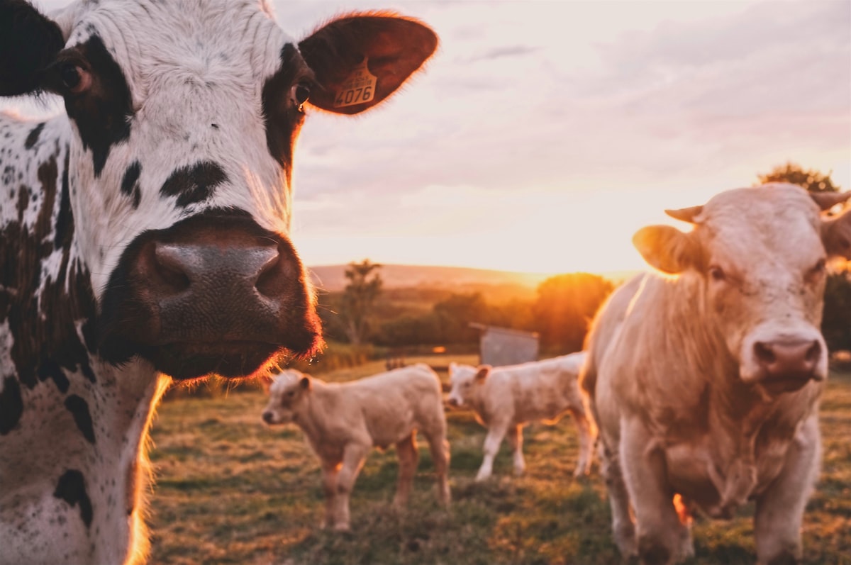 Cattle on pasture — holistic livestock systems