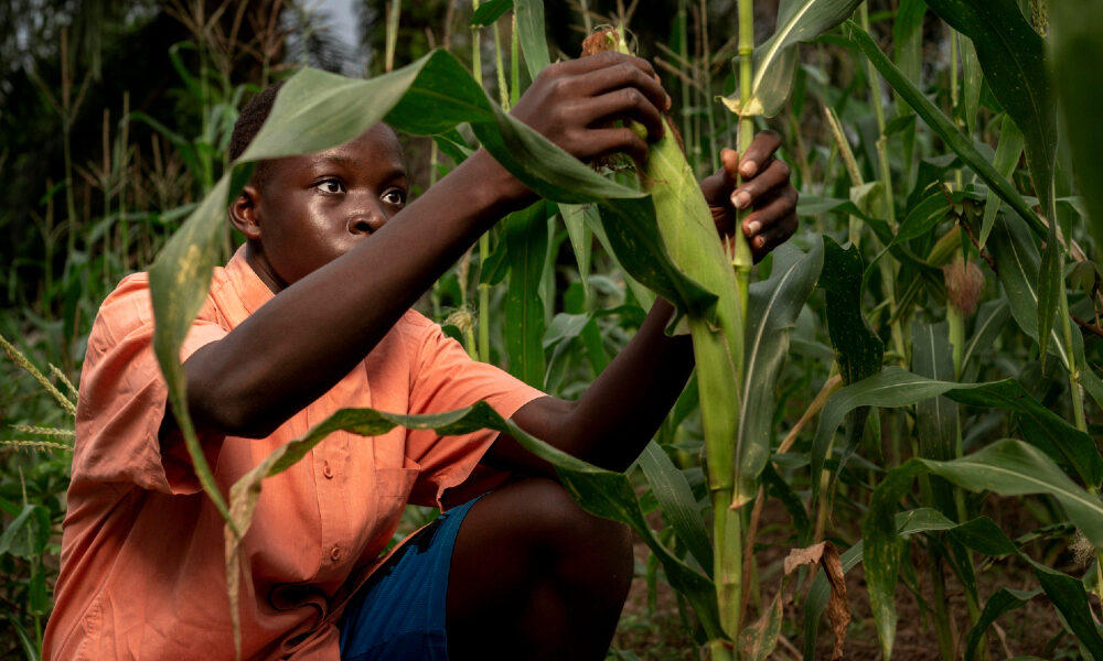 Young farmer inspecting maize