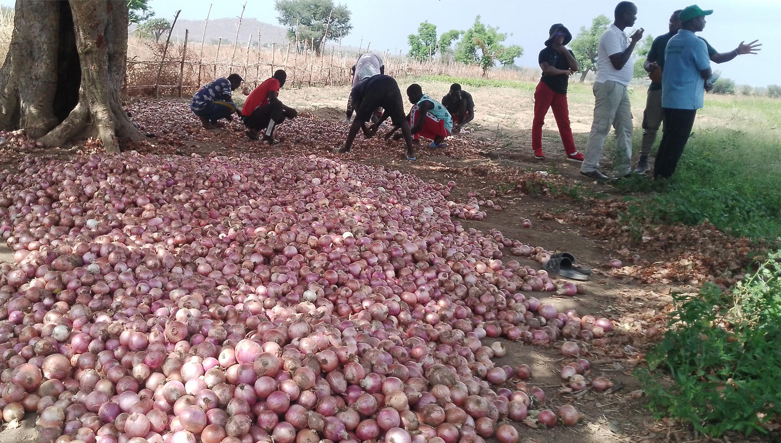 Onion harvest with farmers under a tree