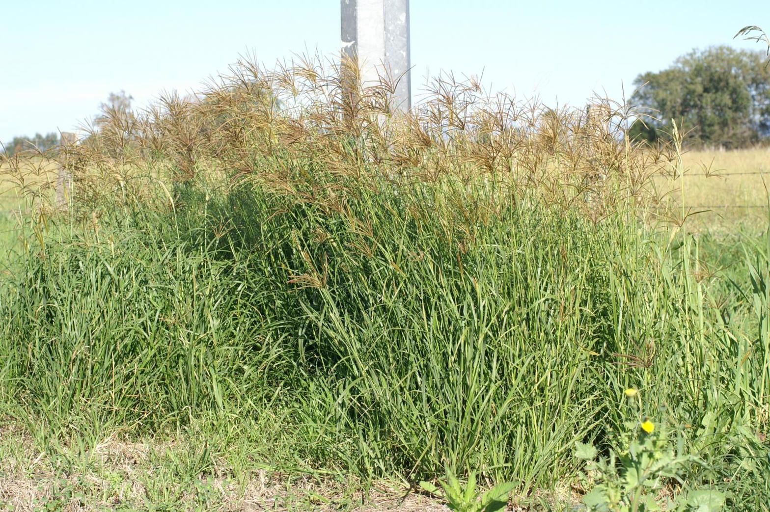 Rhodes grass pasture stand