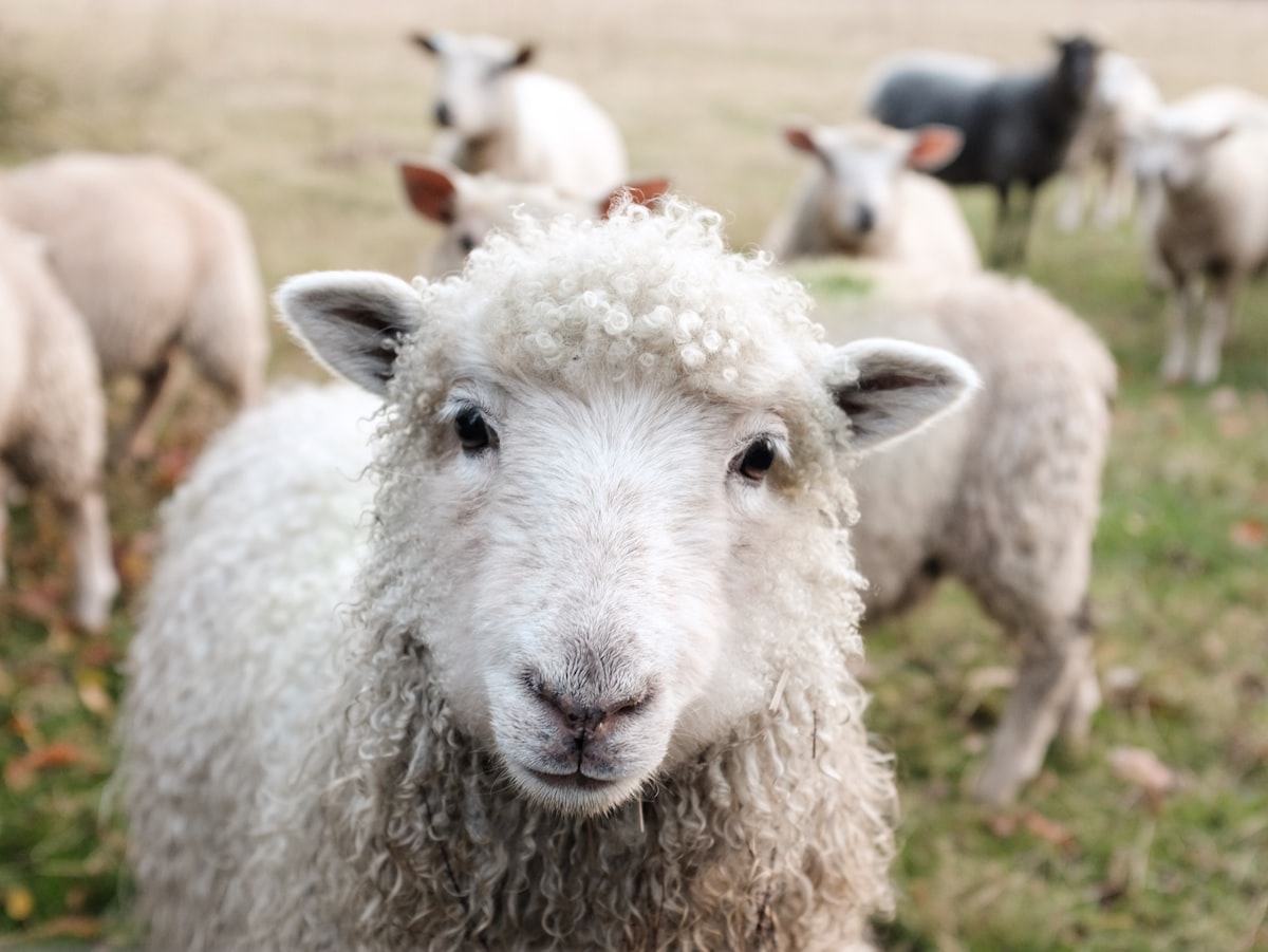 Sheep flock on pasture